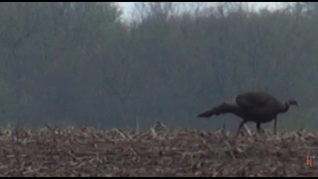 Uncle Bucky's Outdoor Adventures - Ben's 1st Tom & Mick takes down King Kong