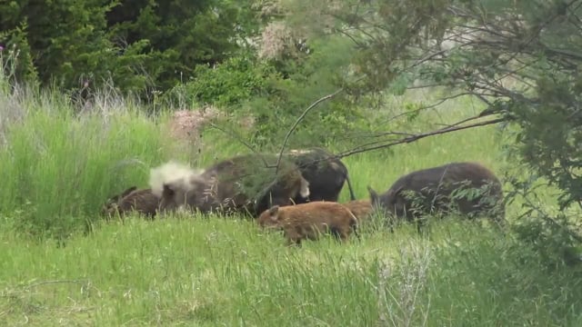Total Outdoor Pursuit - Okie Porkies!