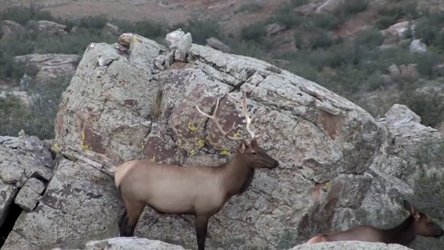 Love Of The Hunt - Crazy Days in Colorado