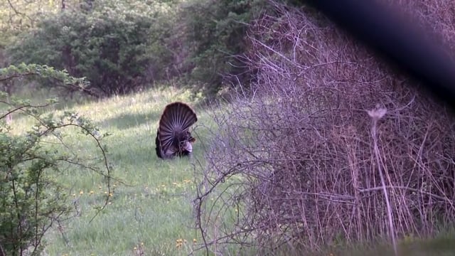 Love Of The Hunt - Spring Fling Turkey Hunting