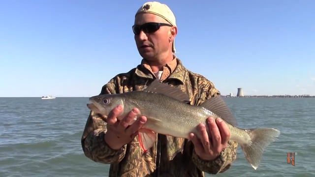 Total Outdoor Pursuit - Lake Erie Walleye & Perch!