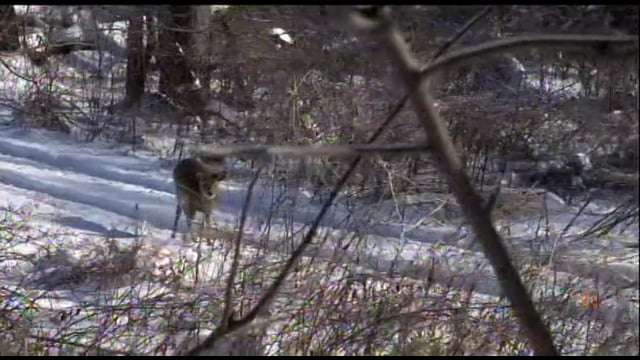 Monster Trophy Whitetails - Nick Orleans IN Rifle Hunt