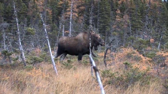 Love Of The Hunt - Newfoundland Moose Hunt Part #2