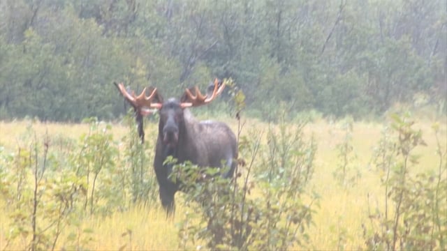The Great Outdoors - Alaskan Moose Hunt