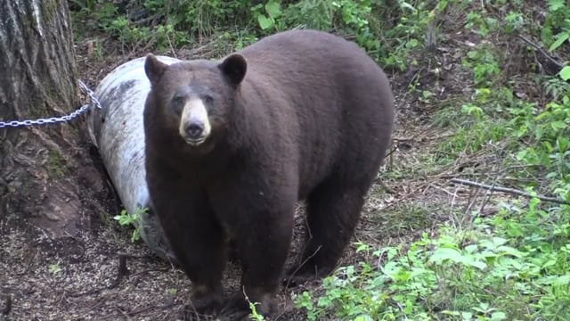 Dirt Road Outdoors TV - Blueberry Hill Back Again Part 1