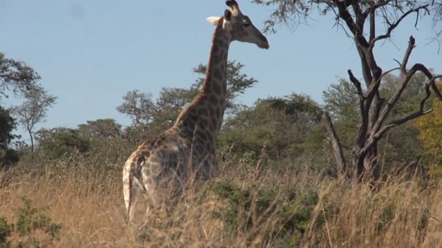 Double Lung TV - Zimbabwe