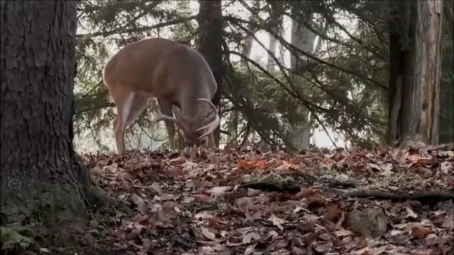 Antler Ice's Bone Cold TV - The Big 7
