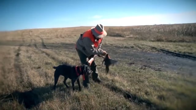 Wingshooting USA - Organic Roosters