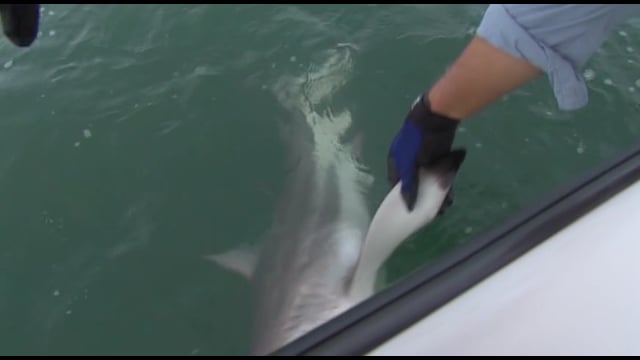 O'Neill Outside - Sharks and Tarpon