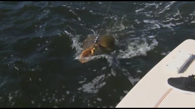 O'Neill Outside - Cape Coral Bigguns