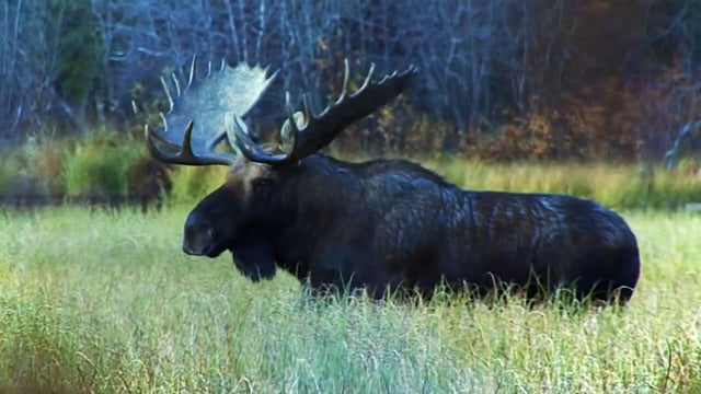 The Great Outdoors - Wyoming Elk Hunt with Gus Congemi