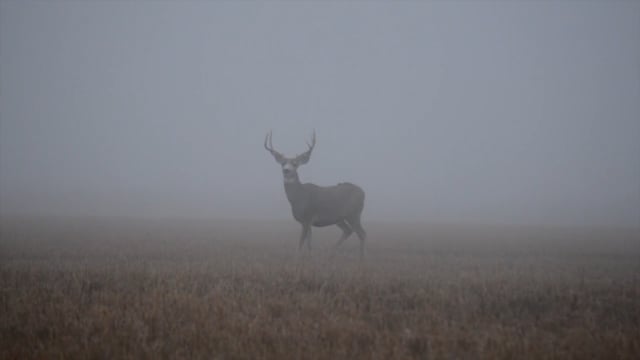 Antler Ice's Bone Cold TV - Show Me To Heartland