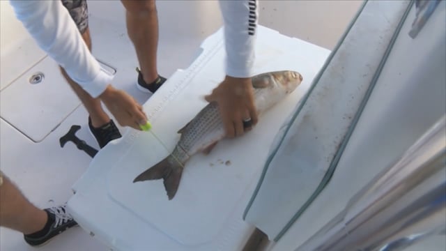 O'Neill Outside - Fishing Season Preview