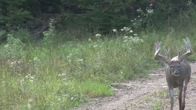 Double Lung TV - Wilderness Whitetails