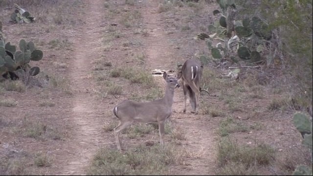 Dirt Road Outdoors TV - South of the Boarder #2