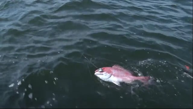 Real South Hunting - Peelin' Line in the Gulf