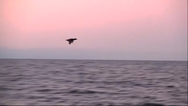 Spiritual Outdoor Adventures - Sea Ducks of Cape Cod (Revised)