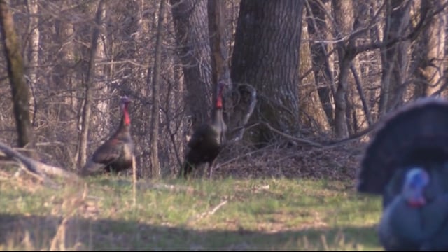 O'Neill Outside - Turkey and Firminator