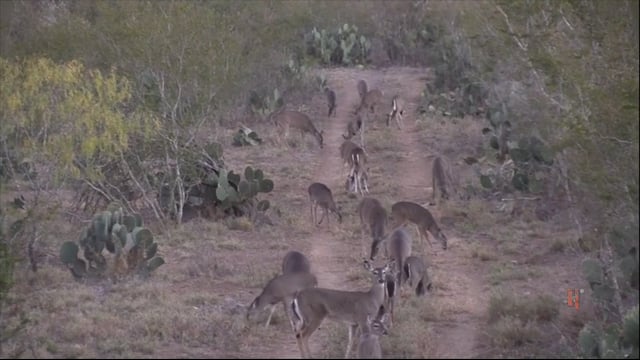 Dirt Road Outdoors TV - South of the Boarder #1