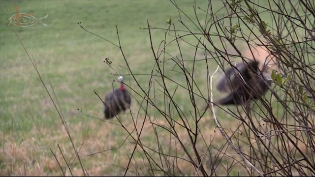 X-treme Christian Outdoors - Oscar's Georgia Turkey Season