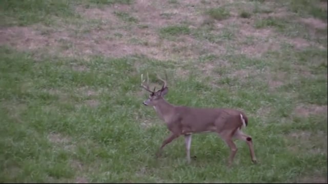 Whitetail Journey - My Heart Is Pounding