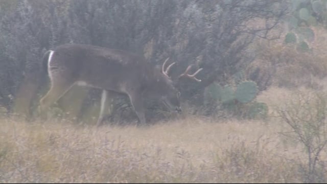 Hunt Wicked Close The Next Level - South Texas Whitetail Brush and Bay Outfitters