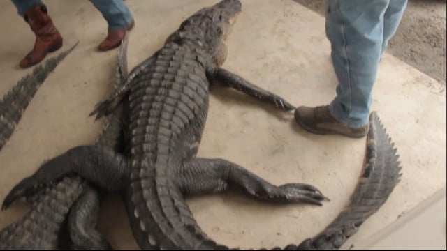 Total Outdoor Pursuit - Ground Level Gators!