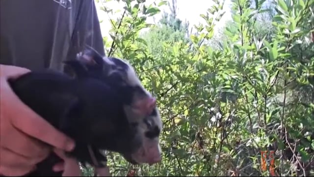 Southern Hog Slayers - Three Little Piggies