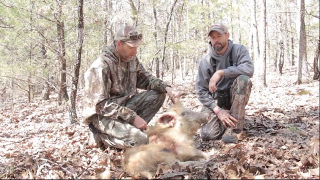 Total Outdoor Pursuit - Stalkin' Swine!