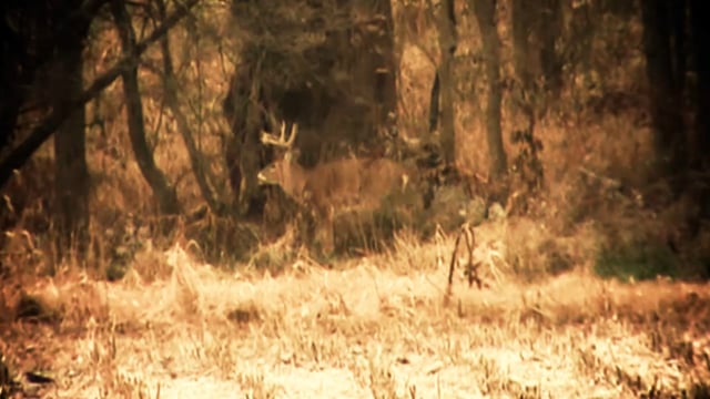 Total Outdoor Pursuit - “Patience Pays”