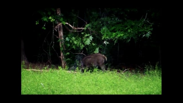 Southern Hog Slayers - Not Close Enough