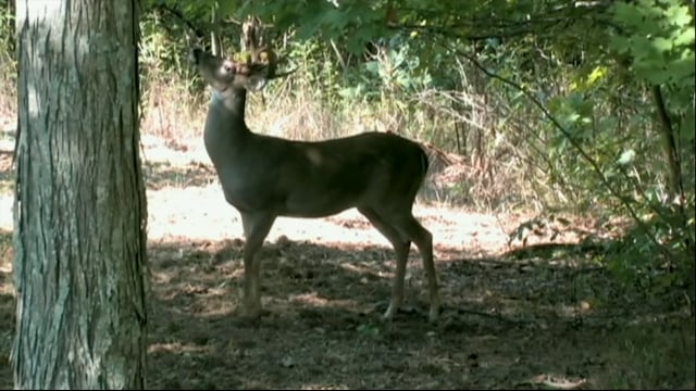 Real South Hunting - Plant the Seed