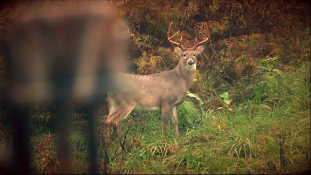 Whitetail Journey - We Probably Shouldn't Even Be Out Here