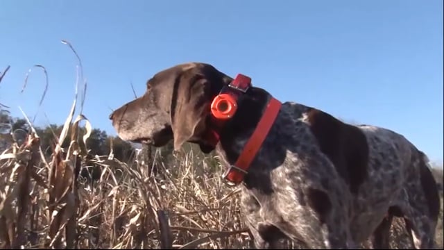 Wingshooting USA - How It’s Supposed to Happen