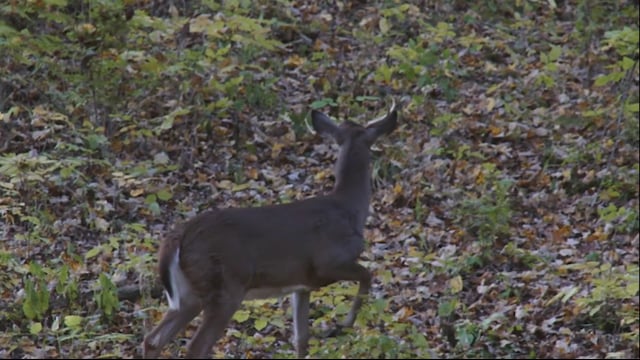 Whitetail Journey - October Lull