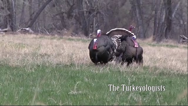 Real South Hunting - Camp Birds and a Clicky Click
