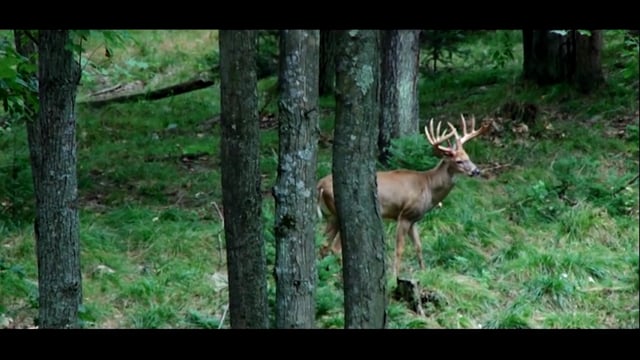Double Lung TV - Wilderness Whitetails