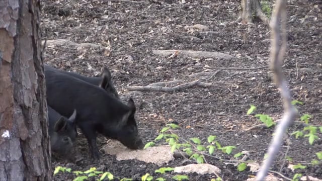 704 Outdoors - The Piglet Snatcher