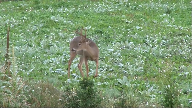 Whitetail Journey - Early Season