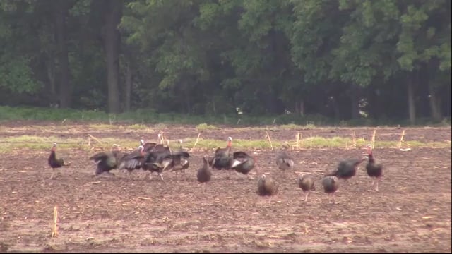 Total Outdoor Pursuit - The Turkey Shimmy