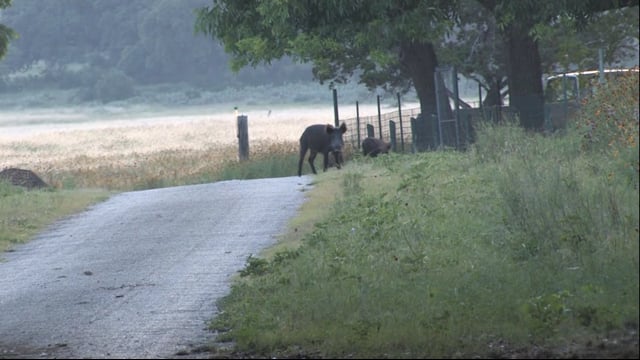 Hunt Wicked Close The Next Level - Hog Hunt Texas Hill Country