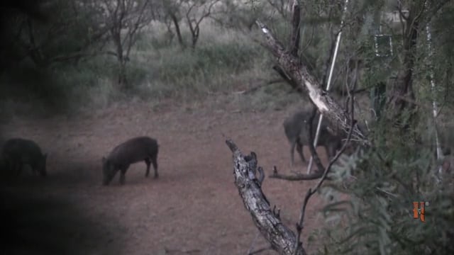 Final Pursuit TV - Hog Crazy With Sniper Hog Lights