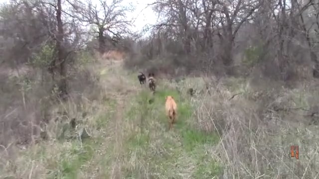 Final Pursuit TV - Riverbottom Trackers Hog Hunt