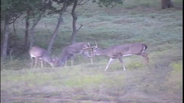 Spiritual Outdoor Adventures - Deer Kids 3