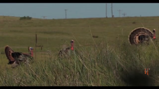 Jimmy Houston Outdoors - Dennis Turkey
