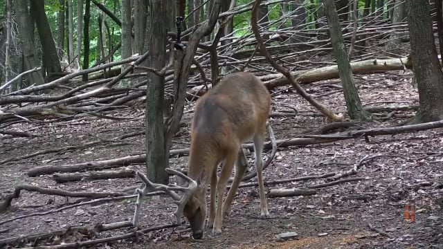 Dirt Road Outdoors TV - Big Velvet Bucks!!!