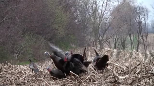 Uncle Bucky’s Outdoor Adventures - Two Turkey Hunts