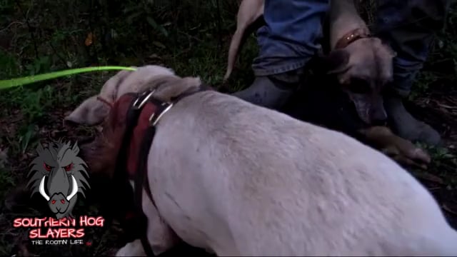 Southern Hog Slayers - Yellow Boy's Pedicure