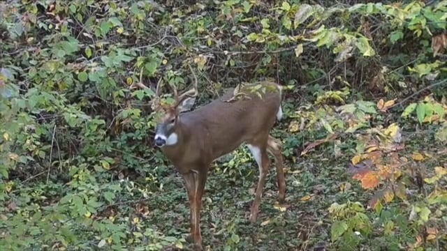 Whitetail Reign - Curtain Call-Season 1 Finale