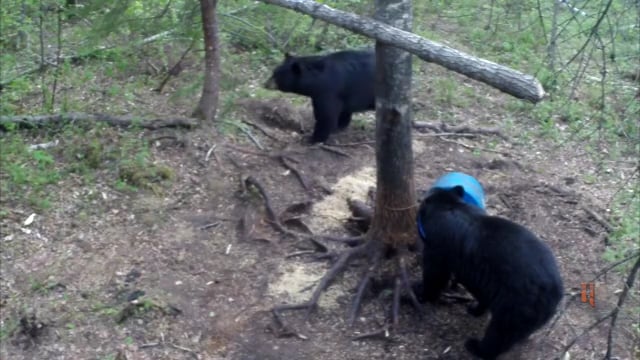 Dirt Road Outdoors TV - Blueberry Hill #1 2015